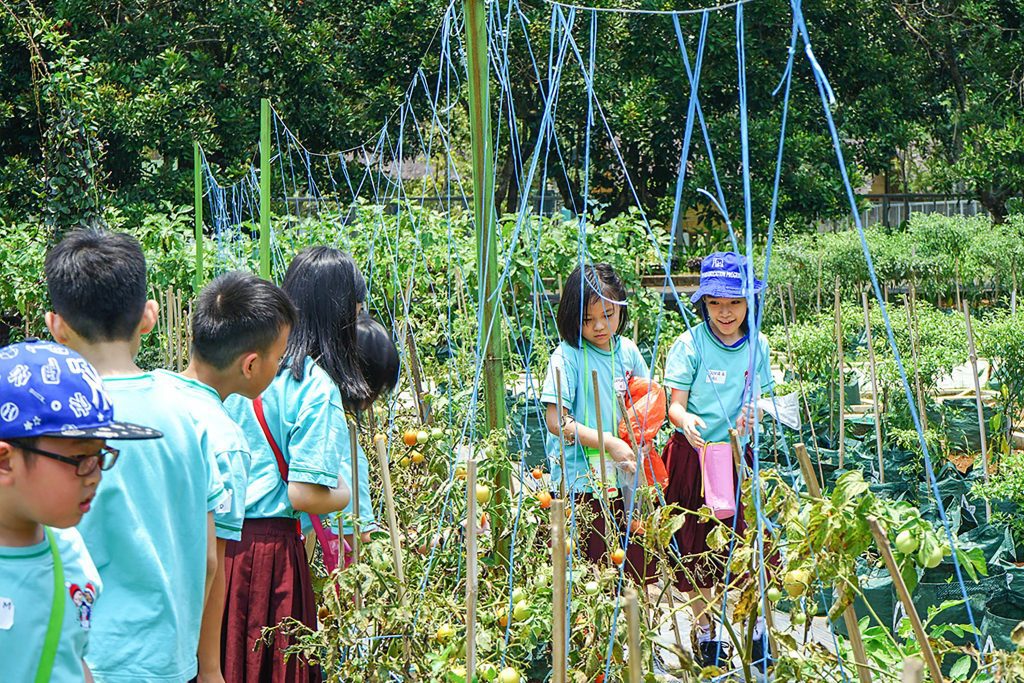 Kenali Apa Itu Urban Farming INAGRO - INAGRO